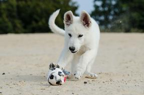 White Shepherd Puppy Dog