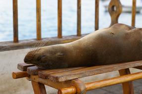 Nature Sea Lion Robbe Galapagos