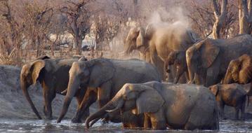 Africa Elephants Wildlife