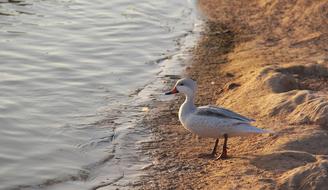 Bird Water Nature