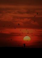 flock of birds on the background of a red sunset
