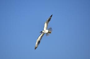 Birds Seagull Sky