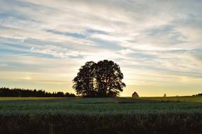 Tree Sunset Sweden