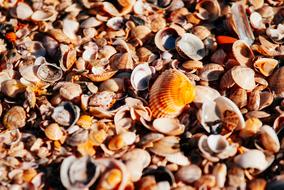 Sea Beach Orange