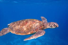 Turtle Ocean Life