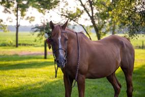 Horse Flowers Wedding