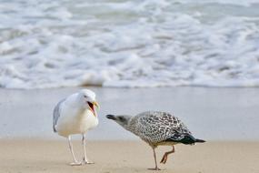 Bird Sea Beach