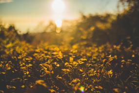 Grass Plant Sunrise