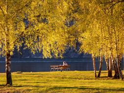 Park Trees Sunset