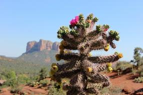 Sedona Usa Cactus