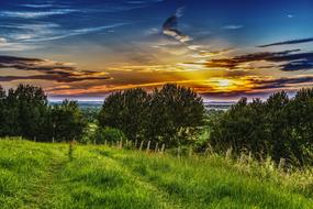 green meadow and bushes against the background of a romantic sunset