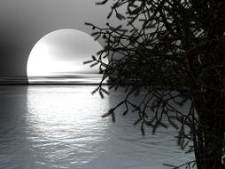 moon night evening beautiful tree