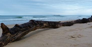 Beach Driftwood Sand