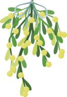 drawn branches of mistletoe on white background