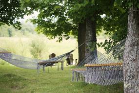 Hammocks Trees Summer