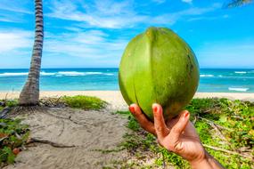 green coconut in hand