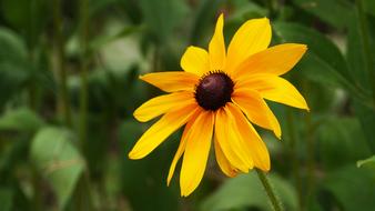 Flowers Travel Yellow