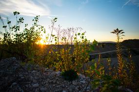 Sunset Summer Plant