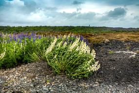 Clouds Wind Field