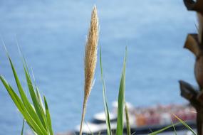 Plant Nature Sky
