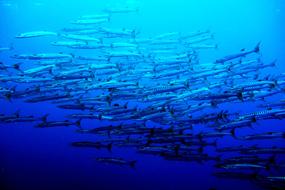Sea Palau