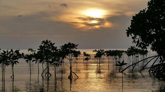 Mangroves Sunset Root