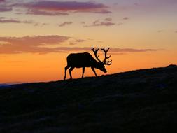 Sunset Deer Silhouette