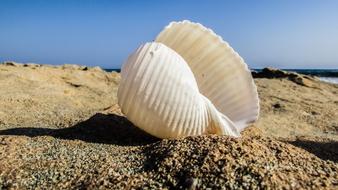 Shell Beach Sea