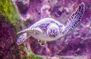 Turtle Swimming Underwater
