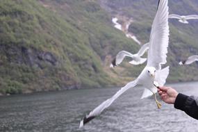 Seagull Norway Fjord