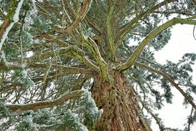 Tree Nature Wood