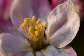 Apple Flower Nature