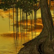 tree water sky nature lake