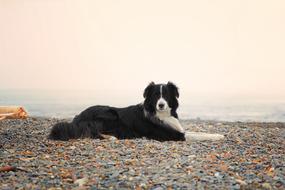 Dog Collie Aussie Autralian