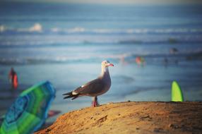 Seagull Beach Sea