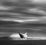 ocean sea wave whale blue whale