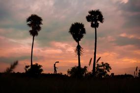Palm Man India