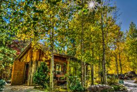 Log Cabin Nature Forest