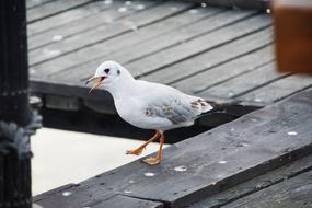 Common Tern Seagull