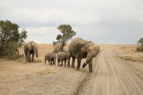 Nature Safari Elephant