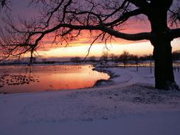 Winter Snowy Trees at sunset