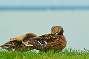 brown ducks cleaning their feathers on the shore of Lake Balaton