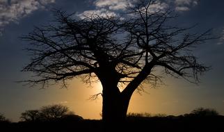 Baobab Sunset Africa