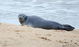 Seal Beach Sea