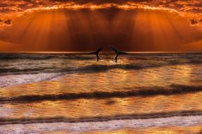 Sea Wave Whale