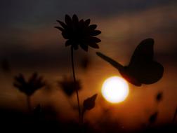 Butterfly Flower Shadows