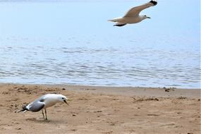 Birds Seagull on sand beach