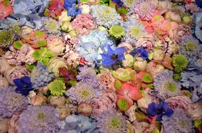 Blutenmeer colorful flowers Background