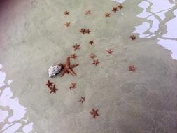 Starfish Sea Ocean