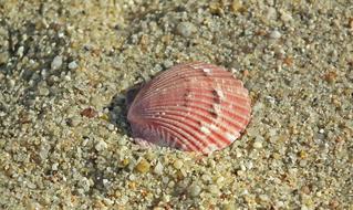 Seashell Sand Ocean The